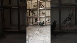 Download Lagu Ustad Ahmad Khan Aseel/TikTok Wala/Aseel Murga Mianwali/shots video/shotsvideos MP3 Download Lagu Ustad Ahmad Khan Aseel/TikTok Wala/Aseel Murga Mianwali/shots video/shotsvideos MP3