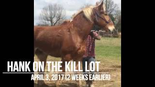 Horse rescue investigated for animal cruelty