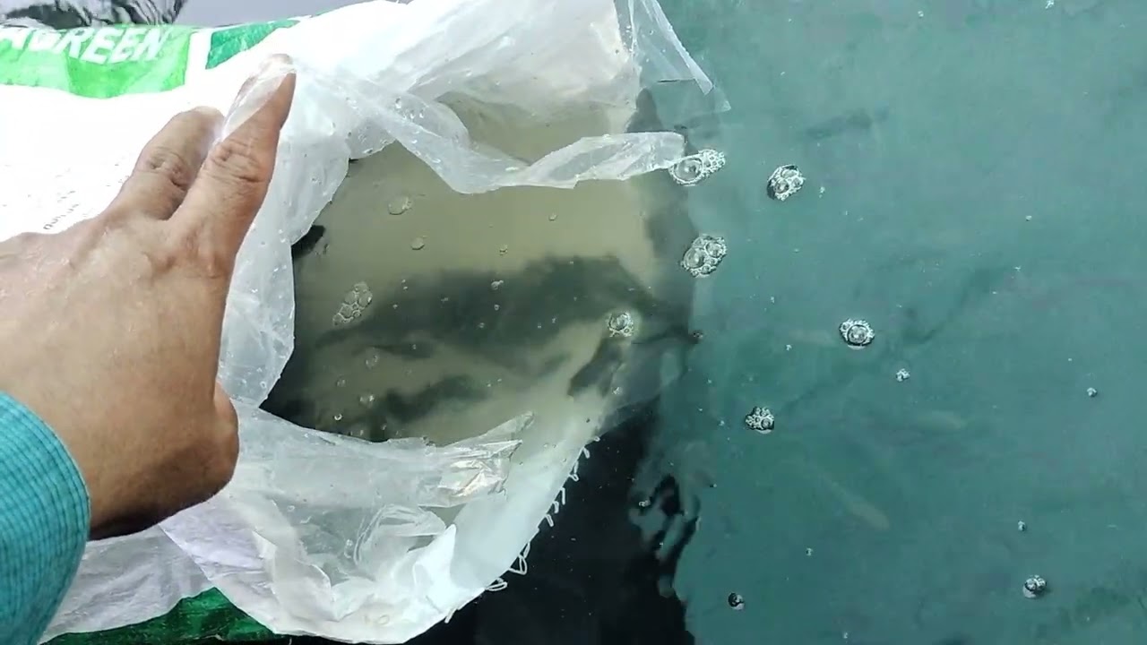 Nuôi cá rô đầu nhím trên bể bạc mới nhất.,.,.,