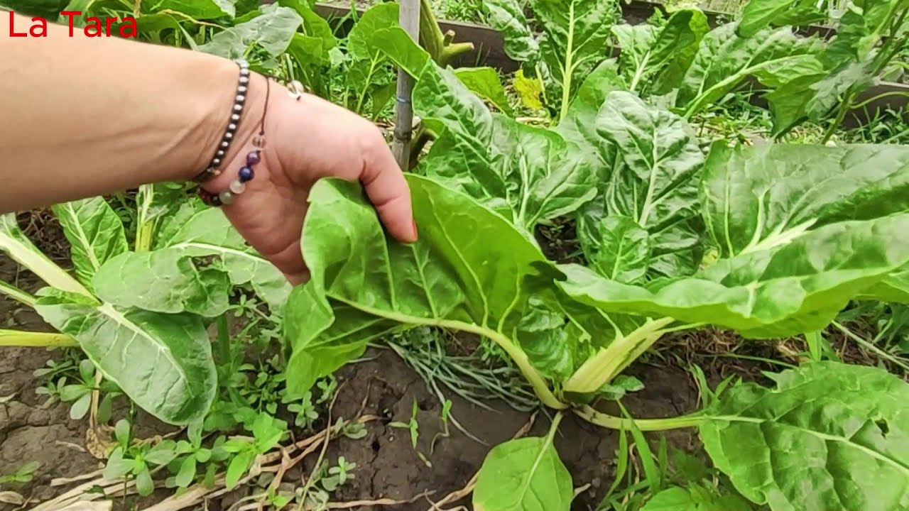 Sfeclă de pețiol Chard White Silver 2,  (mangold) roșii Orange Jubilee, ardei Corno di Toro, ceapă