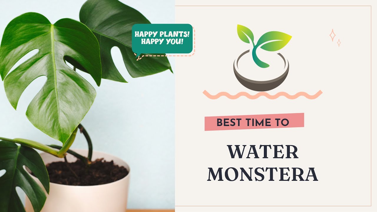 Best Time to Water Monstera: Your Guide to Perfect Care