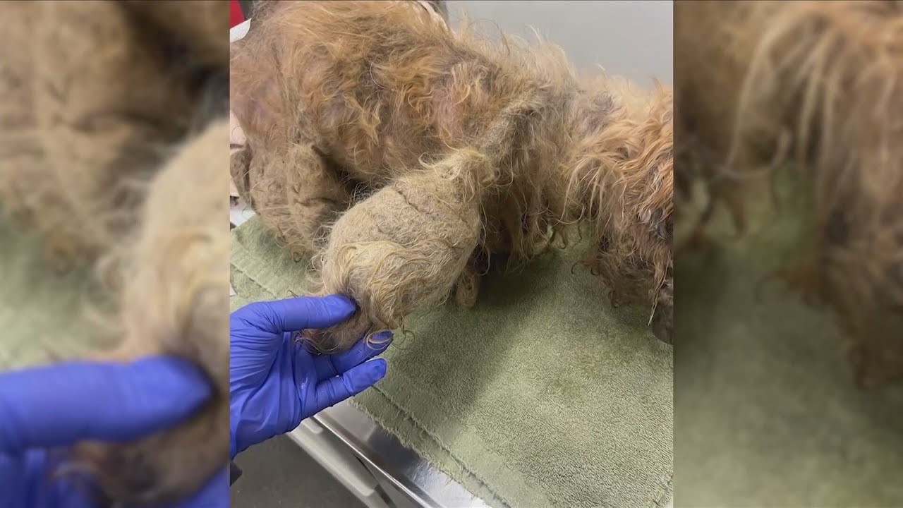 'Had been like that for years': Matted dog rescued in Fresno