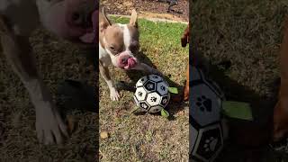 Boston Terrier and Mini Dachshund Playing Soccer