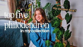 i'm obsessed!!  top five philodendron in my collection