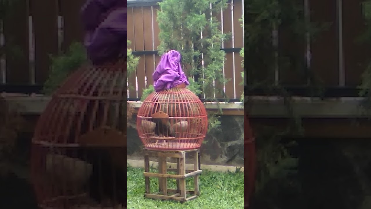 Kokok ayam alas 