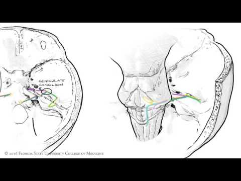 The Facial Nerve (CNVII): Animated Review