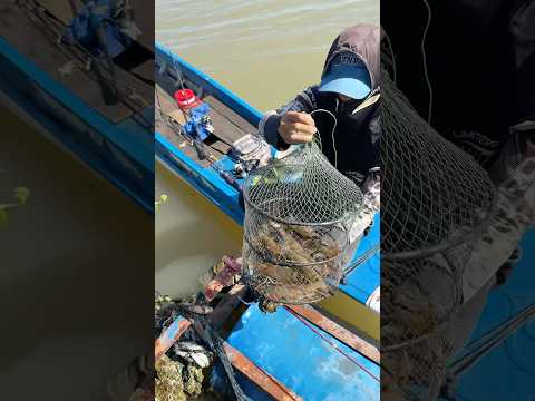 Về miền Tây câu tôm càng xanh #vyhanfishing #fishing #caucavatrainghiem #cautommientay #cautom