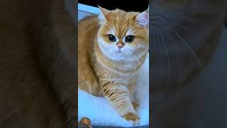 #cute #cat #funny #kitten