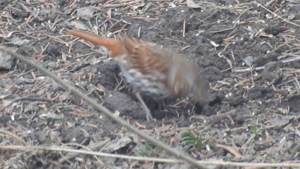 Fox Sparrow 