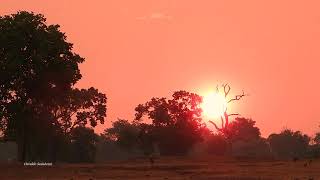 Pôr Do Sol Ao Canto Da Codorna Amarela Nothura Maculosa, Spotted Nothura, Vida No Campo Entardecer