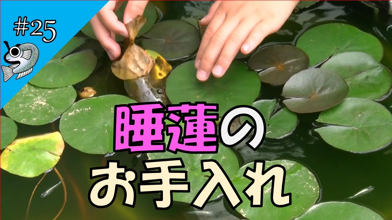 25 Caring for Water Lilies【Tobikko Medaka】【Medaka】 - YouTube
