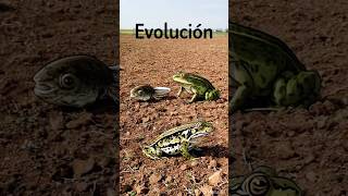 INTELIGENCIA ARTIFICIAL | LA EVOLUCIÓN DEL ANFIBIO 🐸 #terror #ia #viral #shorts #viralvideo