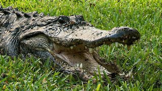 Alligator Catch Takes a Dangerous Twist for Gator Boys | Our World