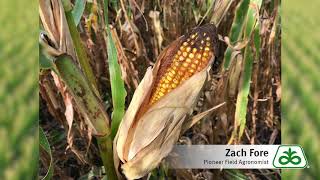 Corn Kernel Drydown