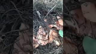 Maşallah Bereket Fışkırıyor Şunların Tazeliğine Bakın