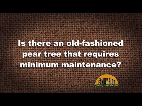 فيديو: رعاية أشجار الكمثرى بارتليت: نصائح لزراعة كمثرى بارتليت