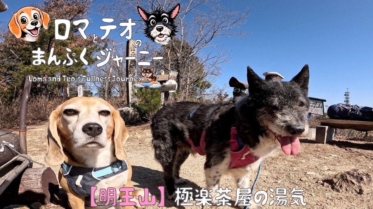 【明王山】金比羅山・迫間山から極楽茶屋へ｜犬連れ低山ハイキング（岐阜）