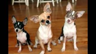 Cha cha cha chihuahua song & lyrics