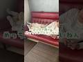 【可愛すぎるやろ】柴犬が一番リラックスできる場所