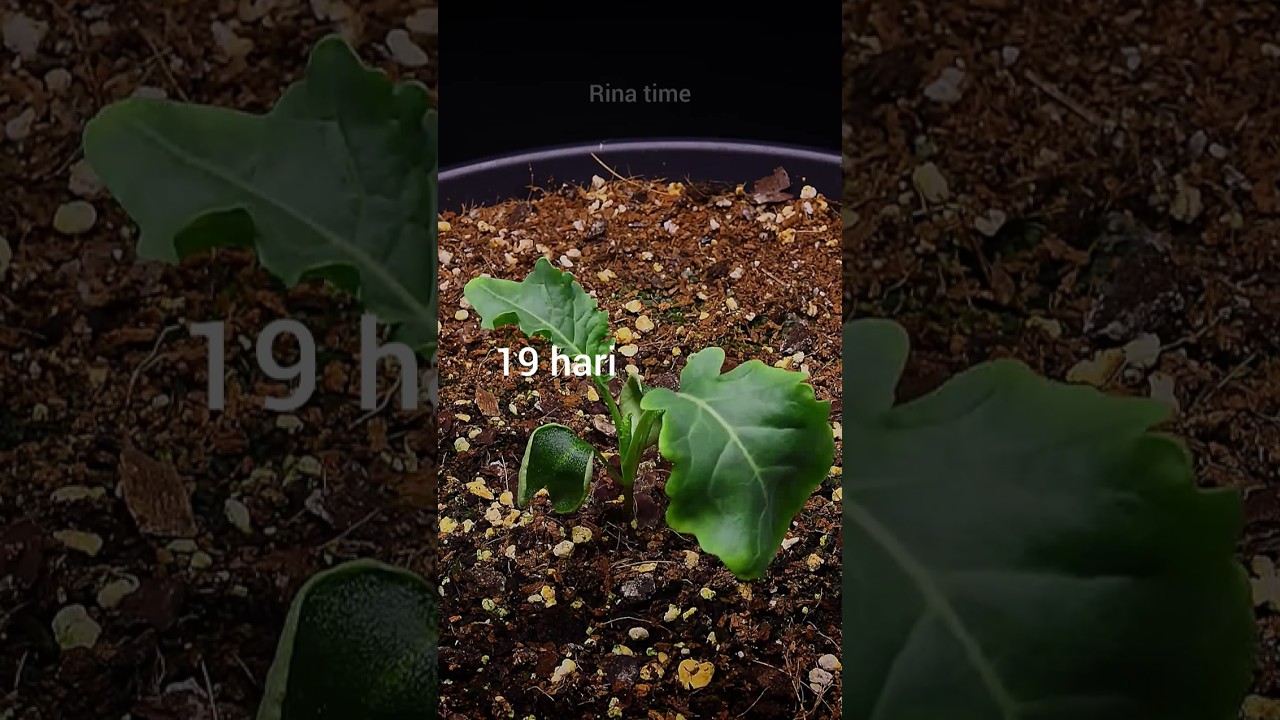 Menanam benih sayur brokoli 