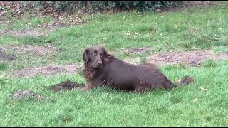 Dog Looking For A Mole #retriever