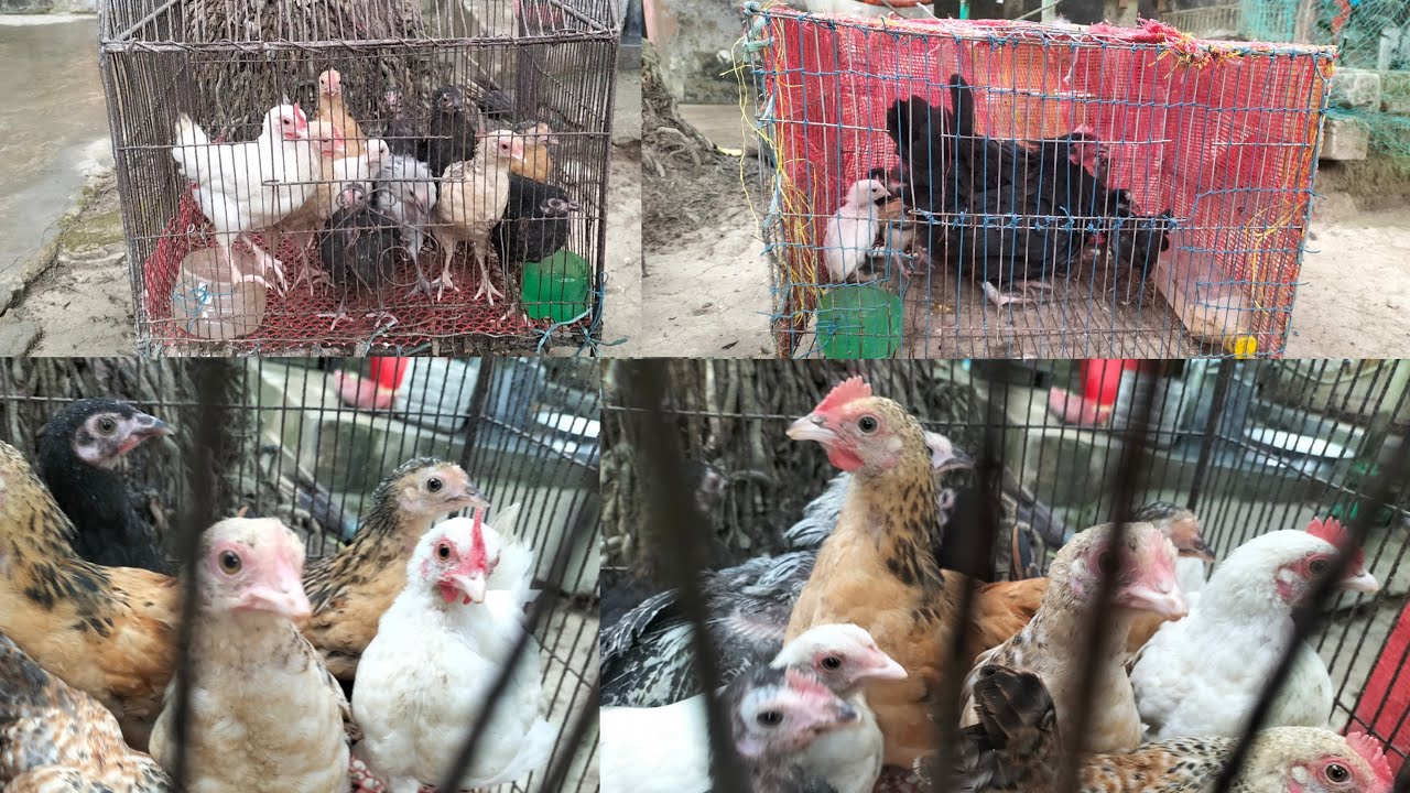 খামারের ১০ টি এবং ১১ টি মুরগির বাচ্চা 🐓