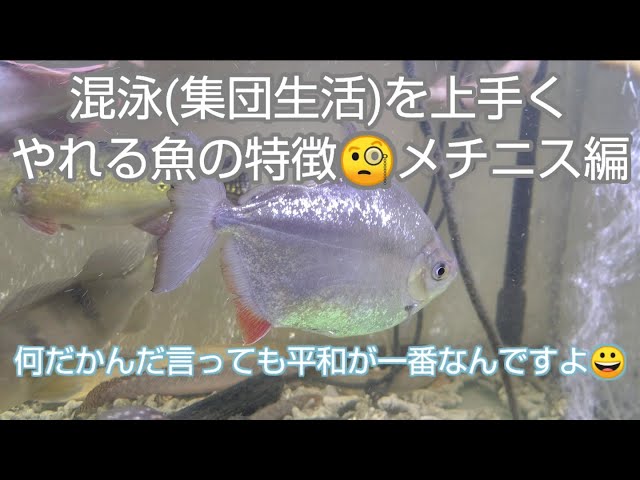 【アロワナ混泳】メチニス25㎝位（目測） sddefault.jpg
