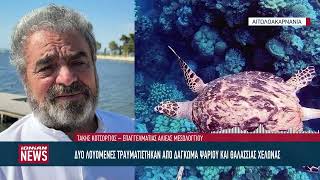 Δύο λουόμενες τραυματίστηκαν από δάγκωμα ψαριού και θαλάσσιας χελώνας στην Τουρλίδα στο Μεσολόγγι