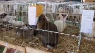 Виставка породистих зайців у Виноградові