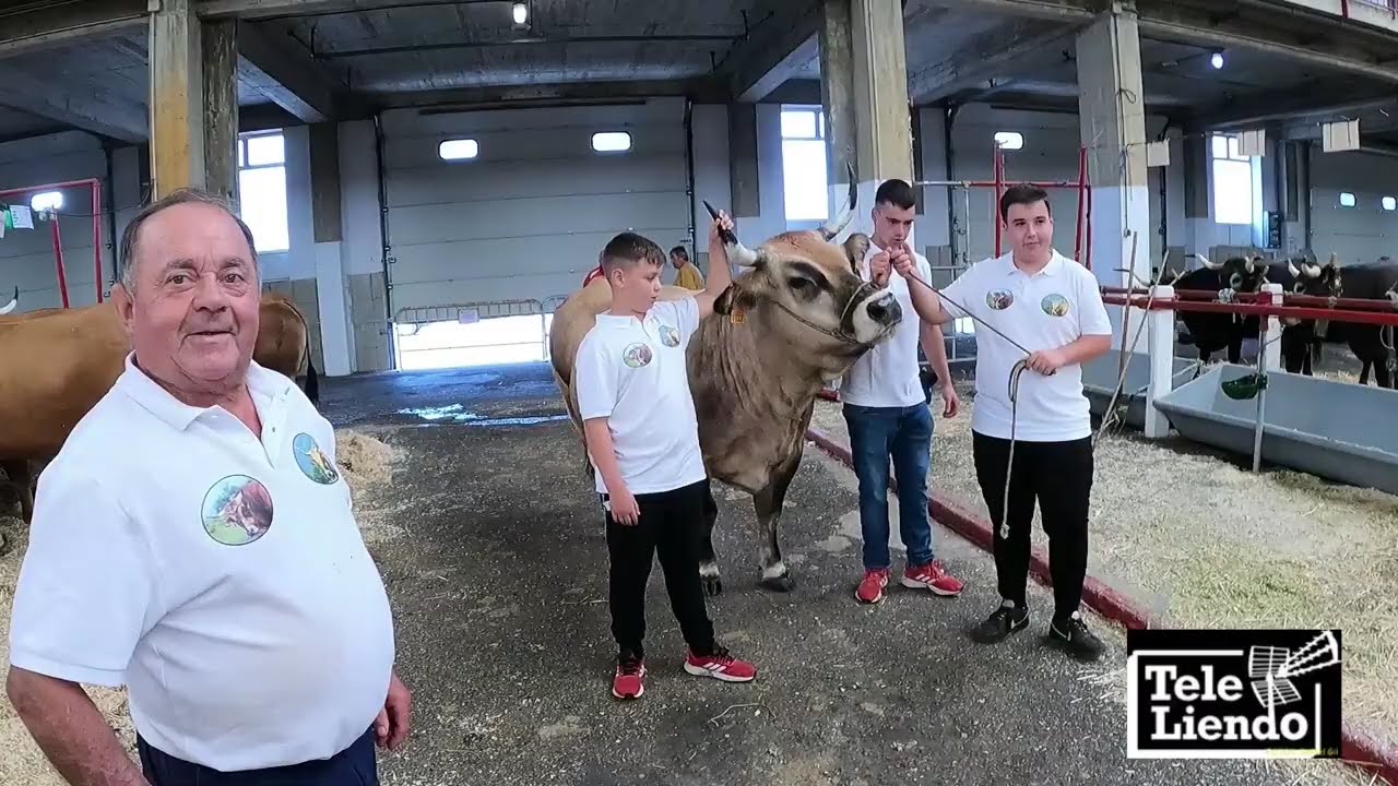 Ferias y Concursos de Ganado, Subasta de Sementales de Raza Asturiana de Los Valles