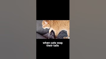 Why Do Cats Wag Their Tails? The Real Meaning Explained!