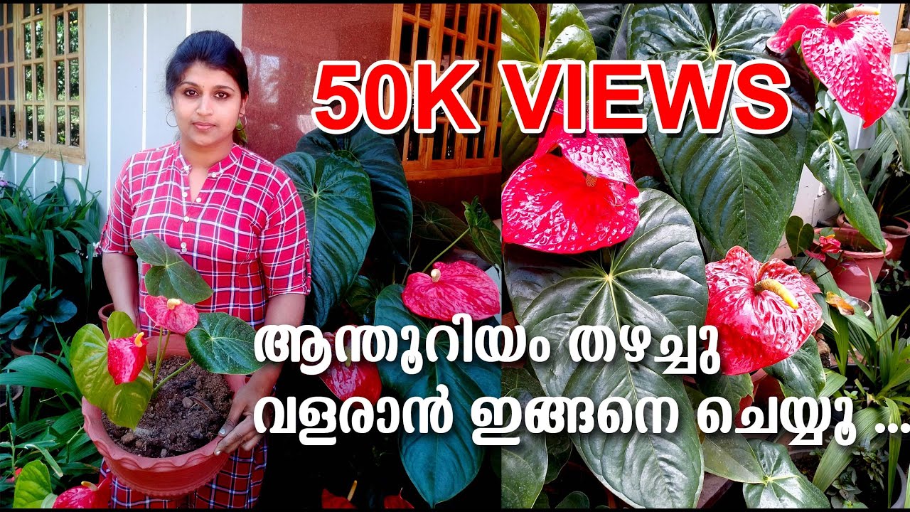 Anthurium Plant Care In Malayalam Simple Plant Youtube