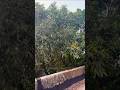 Mola bhato kabe CG song #bindi #dance #cgviralvideo #cgsong #cgreels #bindidance #viralsong