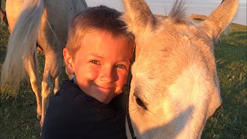 Teaching a Colt To Lay Down On Command