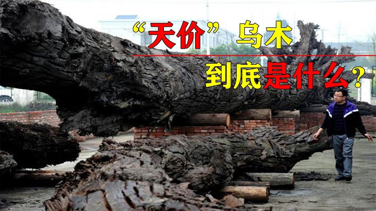 卖到“天价”的乌木到底是什么？它凭什么卖这么贵？