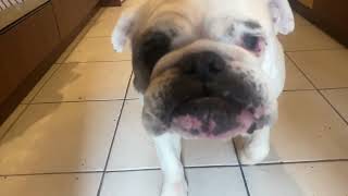 Al Stringer - Good girl Profile