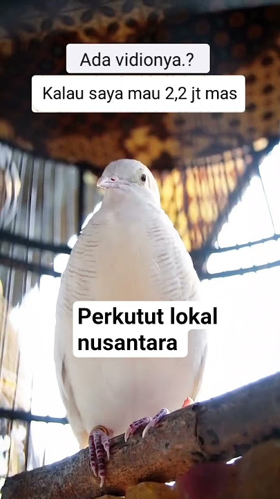 Masteran juara perkutut Perkutut putih - perkutut lokal nusantara3236