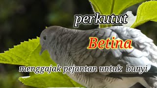 🔴3 detik  pejantan berubah seketika #perkututbetina #perkututbetinagacor