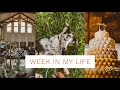 Vlog: Meet our Aussie Collie, Wedding Menu Tasting, What I Bought for My NEW Puppy! /JANIBELLROSANNE