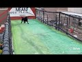 Finn the Bat Dog slams it in reverse!