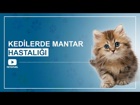 Video: Kedilerde Akciğerin Mantar Enfeksiyonu (Pnömokistoz)