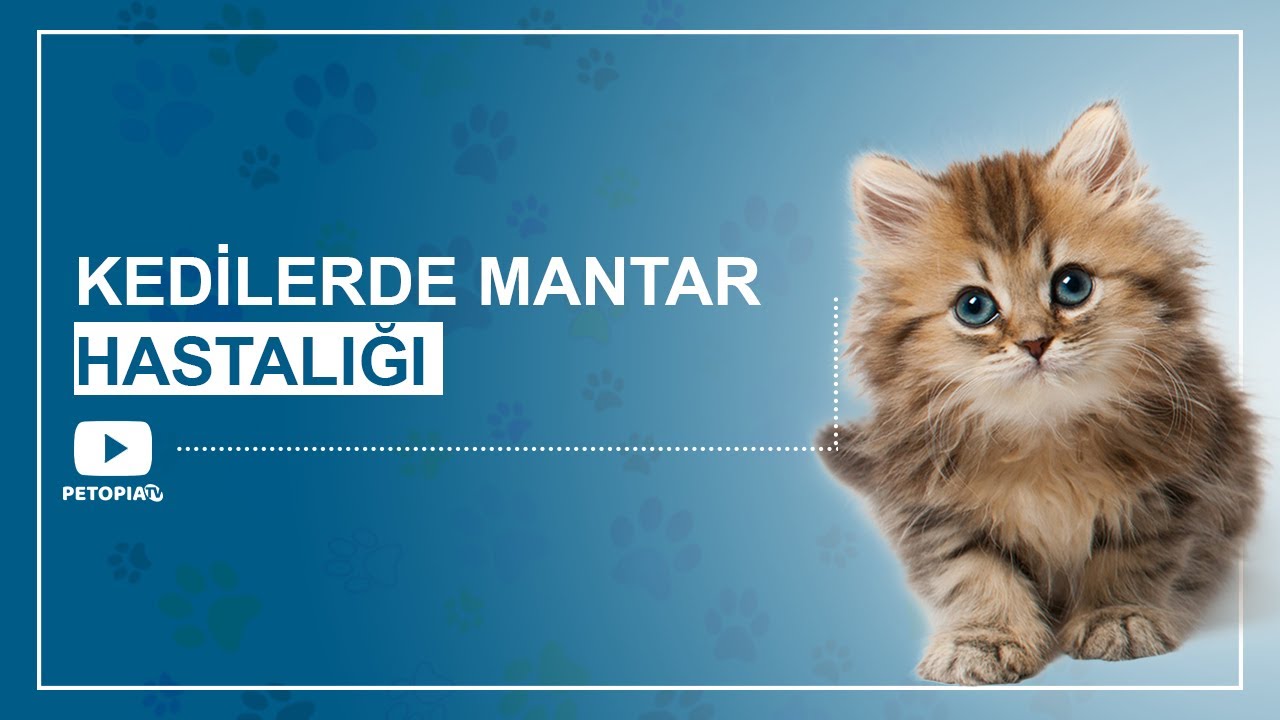 Kedilerdeki Mantar Insana Bulaşır Mı