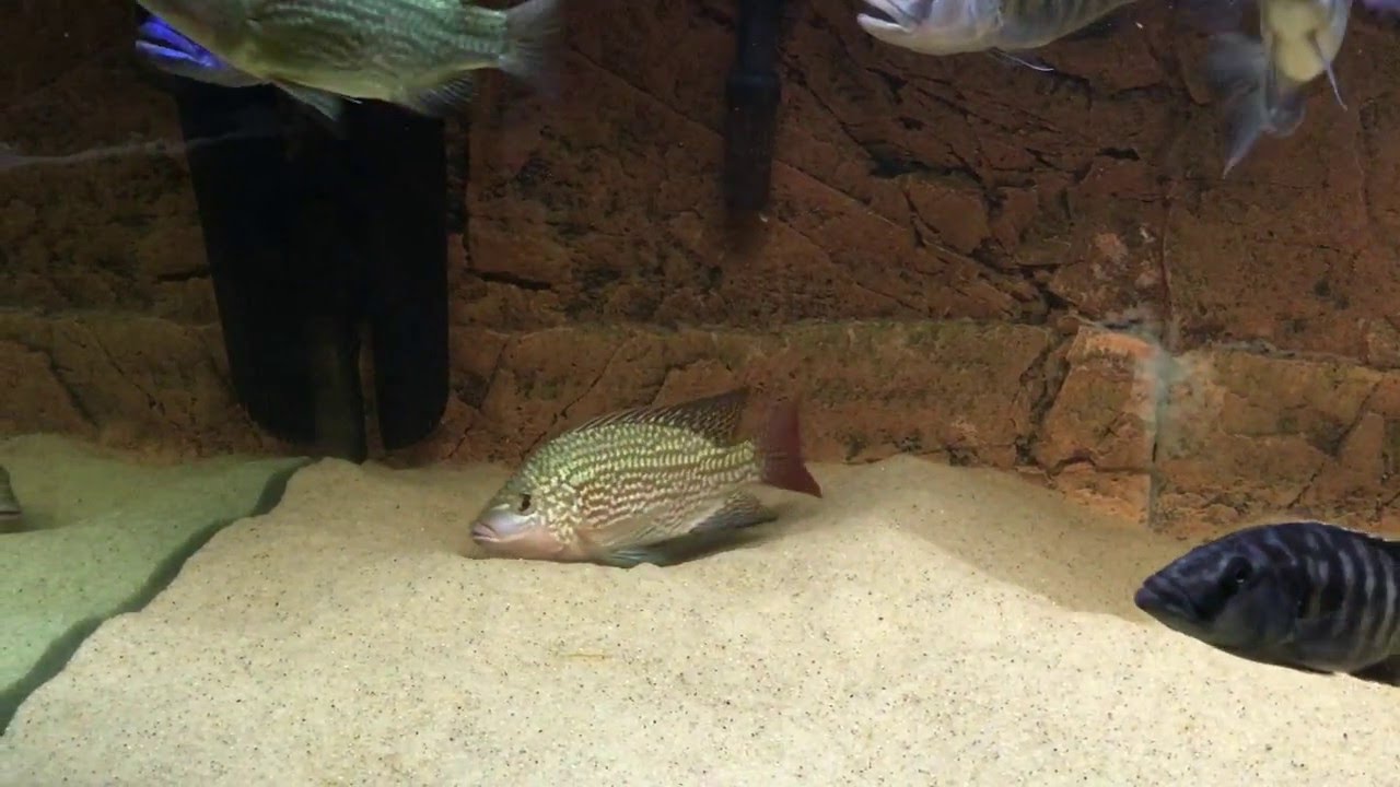 Oreochromis tanganicae F1 male constracting territory - PISCES