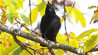 One Caw Crow On A Windy Day