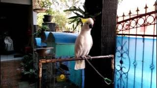 Kk tua bosan, jadi teriak teriak....