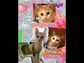 Domestic Short Hair + Siamese Kitten For Adoption - 4 Months, THYME Girl (Vaccinated) from Petalin..