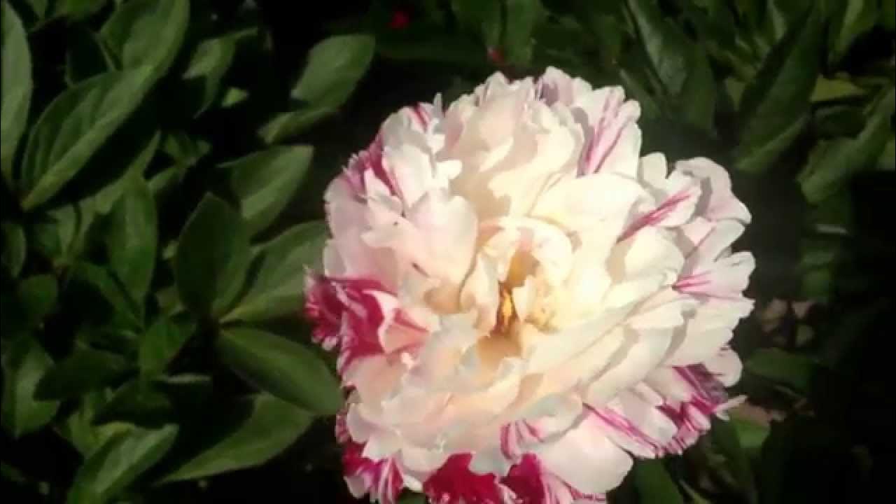 Пион пепперминт фото и описание