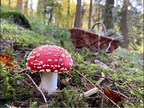 Video: Podduboviki-Pilze: Beschreibung Und Anwendung