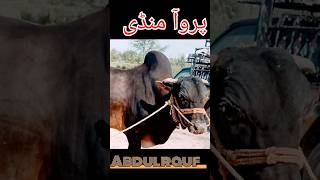Paroa mandi 🤔 Dera ismail khan,Abdul rauf cattle farm 🔥#short #viral #shorts