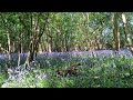 Bluebells Carpet the Cotswolds